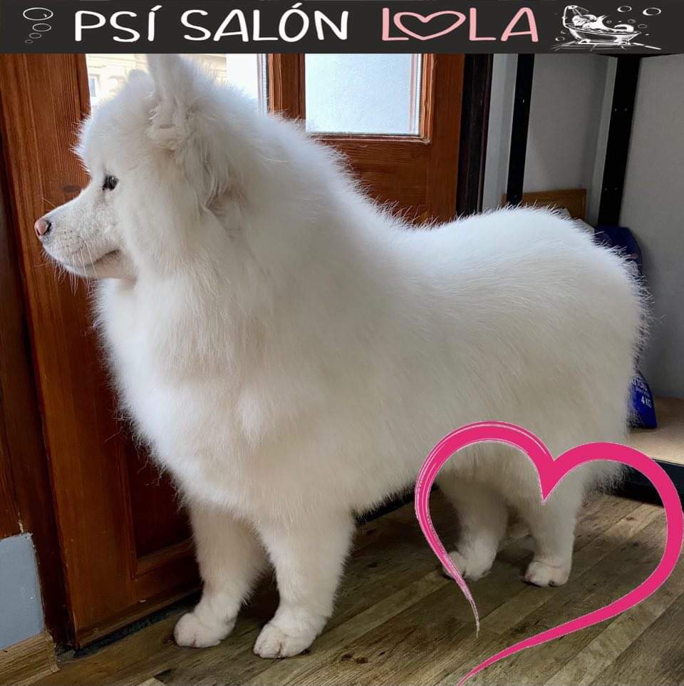 Samoyed po úpravě
